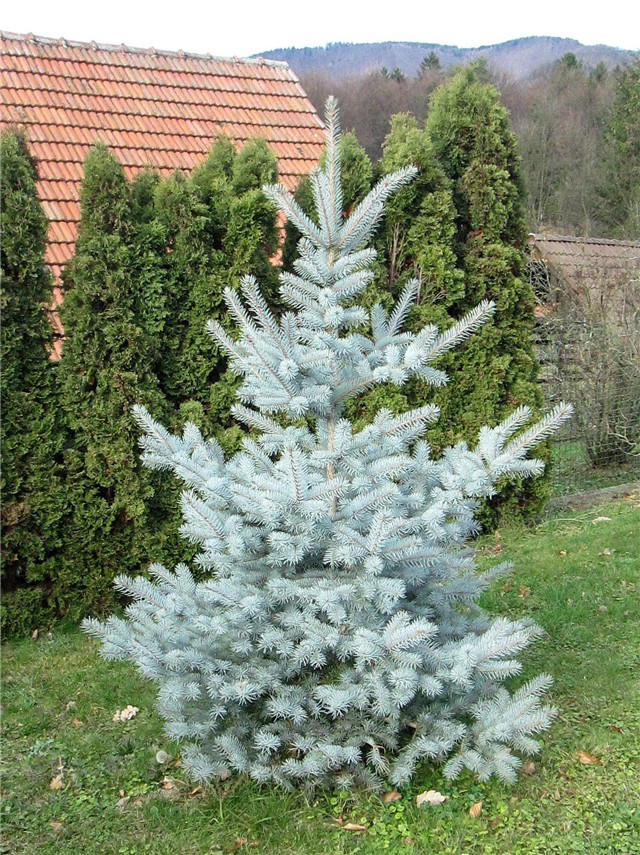 picea pungens edith